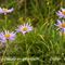 Aster des Alpes ( Aster Alpinus - FBLEV3)