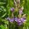 Gentiane Champêtre (Gentianella campestris - FBLEV1)