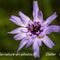 Catananche Bleue ( Catananche caeruela - FBLEV3)