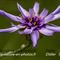 Catananche Bleue ( Catananche caeruela - FBLEV1)