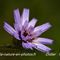 Catananche Bleue ( Catananche caeruela - FBLEV4)