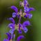 Sauge des Prés (Salvia pratensis - FBLEV3)