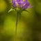 Campanule agglomérée ( Campanula glomerata subsp. glomerata - FBLEV1 )