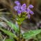 Brunelle à grandes fleurs (prunella grandiflora - FBLEV1)