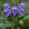 Brunelle à grandes fleurs (prunella grandiflora - FBLEV2)