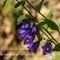 Campanule rhomboïdale (campanula rhomboidalis - FBLEV4 )