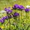 Campanule agglomérée ( Campanula glomerata subsp. glomerata - FBLEV5 )