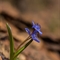 Scille à 2 feuilles (Scilla bifolia - FBLEV4 )