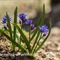 Scille à 2 feuilles (Scilla bifolia - FBLEV1 )