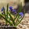 Scille à 2 feuilles (Scilla bifolia - FBLEV1 )