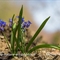 Scille à 2 feuilles (Scilla bifolia - FBLEV6 )