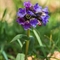 Pulmonaire à feuilles étroites ( Pulmonaria angustifolia - FBLEV3)