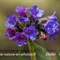 Pulmonaire à feuilles étroites ( Pulmonaria angustifolia - FBLEV4)