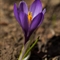 Crocus (crocus vernus - FBLEV1)