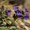 Pulmonaire à feuilles étroites ( Pulmonaria angustifolia - FBLEV2)