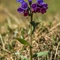 Pulmonaire à feuilles étroites ( Pulmonaria angustifolia - FBLEV1)