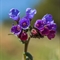 Pulmonaire à feuilles étroites ( Pulmonaria angustifolia - FBLEV5)