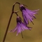 Soldanelle des Alpes ( soldanella alpina - FBLEV1 )