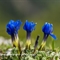 Gentiane printanière (gentiana verna - FBLEV15)