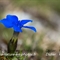 Gentiane printanière (gentiana verna - FBLEV9)