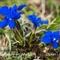 Gentiane printanière (gentiana verna - FBLEV6)