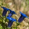 Gentiane à feuille étroite ( Gentiana angustifolia Vill. - FBLEV7 )