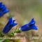 Gentiane à feuille étroite ( Gentiana angustifolia Vill. - FBLEV8 )