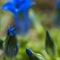 Gentiane à feuille étroite ( Gentiana angustifolia Vill. - FBLEV9 )