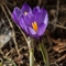 Crocus (crocus vernus - FBLEV2)