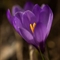 Crocus (crocus vernus - FBLEV3)