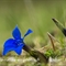 Gentiane printanière (gentiana verna - FBLEV14)