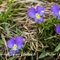 Pensée des Alpes ou éperonnée ( Viola calcarata - FBLEV2 )