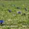 Gentiane à feuille étroite ( Gentiana angustifolia Vill. - FBLEV6 )