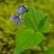 Violette des bois ( Viola reichenbachiana - FBLEV1 )