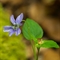 Violette des bois ( Viola reichenbachiana - FBLEV2 )