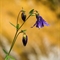 Ancolie vulgaire (Aquilegia vulgaris  - FBLEV6)