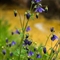 Ancolie vulgaire (Aquilegia vulgaris  - FBLEV4)