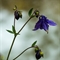 Ancolie vulgaire (Aquilegia vulgaris  - FBLEV5)