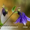 Ancolie vulgaire (Aquilegia vulgaris  - FBLEV7)