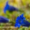 Gentiane à feuille étroite ( Gentiana angustifolia Vill. - FBLEV10 )