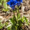 Gentiane à feuille étroite ( Gentiana angustifolia Vill. - FBLEV12 )