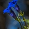 Gentiane à feuille étroite ( Gentiana angustifolia Vill. - FBLEV14 )