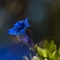 Gentiane à feuille étroite ( Gentiana angustifolia Vill. - FBLEV15 )