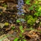 Bugle rampant ( Ajuga reptans - FBLEV1 )