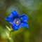 Gentiane à feuille étroite ( Gentiana angustifolia Vill. - FBLEV13 )