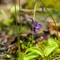  Grassette à grandes fleurs ( Pinguicula grandiflora - FBLEV3 )