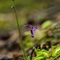  Grassette à grandes fleurs ( Pinguicula grandiflora - FBLEV2)