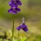  Grassette à grandes fleurs ( Pinguicula grandiflora - FBLEV1 )