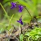  Grassette à grandes fleurs ( Pinguicula grandiflora - FBLEV6 )