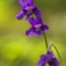  Grassette à grandes fleurs ( Pinguicula grandiflora - FBLEV5 )